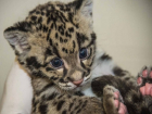 Продававшие детенышей леопардов сайты заблокировал ставропольский прокурор