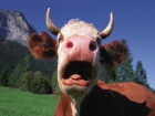 Бешеные коровы стали причиной карантина в селе Ставрополья