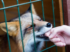 «Усыпить нельзя оставить»: в Ставрополе запретят контактные зоопарки