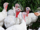 Власти Ставрополья начали уничтожать домашнюю птицу станичников из-за вспышки птичьего гриппа