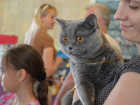 Выставка кошек прошла в Ставрополе