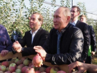 Небывалый урожай яблок собрали садоводы Ставрополья