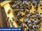 Пчелы вновь гибнут на Ставрополье