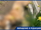 Труп отравленной собаки нашли волонтеры на кладбище в Ставропольском крае