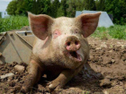 На Ставрополье попытались скрыть вспышку чумы у свиней