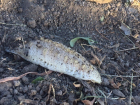 Гигантские черви-мутанты в огороде жутко напугали жителя Ставрополья
