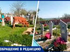 Коровы пасутся среди могил: жители Ставрополья ошарашены безразличием властей к осквернению кладбища