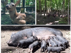 Настоящий бэби-бум устроили животные зоопарка в Ставрополе