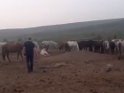 Гибель от голода десятков лошадей на конной ферме в Ставропольском крае прокомментировали чиновники 