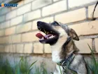 Пытавшийся спасти от собак 9-летнюю девочку в Ставрополе сам попал под уголовку?