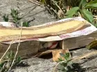 Взрывотехники на Кавминводах обезвреживают подозрительный предмет, похожий на пачку денег