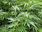 В Красногвардейском районе растет плантация марихуаны, которую много лет не уничтожают