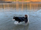Ставропольцы возмущены купанием собаки в Комсомольском озере