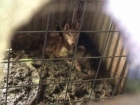  Жестокие хозяева морят породистых собак голодом и держат их в клетках с грязью и лужами в Ставрополе
