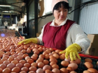 Куриными яйцами завалить Ставрополье собирается сельская птицефабрика 