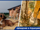 «Сам гавкает на собак»: на Ставрополье горожане воюют и из-за уличных животных