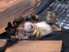Семья с 2-летним ребенком сгорела в пожаре из-за уснувшего с сигаретой молодого мужчины на Ставрополье 