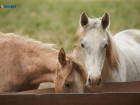 Комитет по защите животных потребовал объяснений от прокуратуры Ставрополья по вывозу лошадей с конефермы 