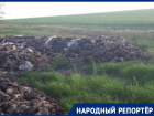 Биологические отходы выбросили в поля Ставропольского края
