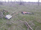 Полусгнившее тело неизвестного мужчины нашли у трассы в Ставропольском крае 