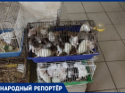 «Сжирают друг друга от тесноты»: ставропольчанка показала, в каких условиях находятся животные на зоорынке 
