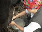 Производство молока и мяса упало в Ставропольском крае 