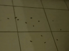 Пациенты горбольницы №4 Ставрополя пожаловались на тараканов в палатах