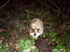 Человеческие череп и кости вековой давности нашли возле частного дома на Ставрополье