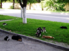 Опасные стаи бродячих собак в Ессентуках и бездействие городских властей заинтересовали прокуратуру