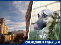 «Мы чудом спаслись»: стая собак напала на мать с 9-месячным ребенком в Железноводске