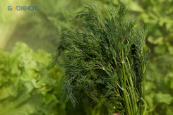 Как превратить кочерыжку магазинного салата в свежую зелень, рассказали в ставропольском Россельхозцентре