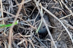 Как защитить посевы от мышей: советы ставропольских аграриев