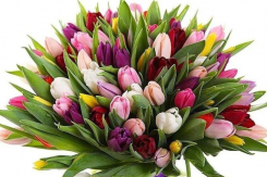 Цветочный салон «Pink Rose» предлагает широкий выбор тюльпанов к 8 марта