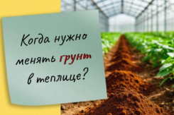 Когда требуется замена грунта в теплице, рассказали в ставропольском Россельхозцентре