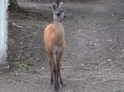 В Ставропольском зоопарке бэби-бум: родились як, лама и верблюд
