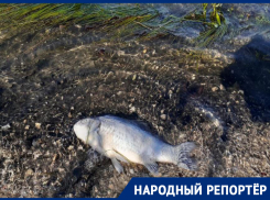 «Мы обратились к мэру города, но нас заблокировали»: экоактивисты пожаловались на гибель рыбы в водоеме Пятигорска
