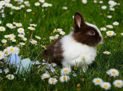 Середина недели в Ставрополе будет теплой