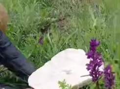 Грибы-гиганты попались на Ставрополье после обильных дождей: видео