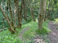 Краевая прокуратура через суд заставили минприроды Ставрополья расширить границы заказника «Русский лес»