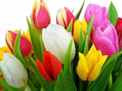 Программа городских мероприятий к 8 марта в Ставрополе