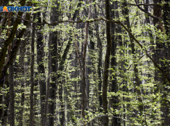 Погодные качели от +2 до +15 пообещали ставропольцам 25 ноября 