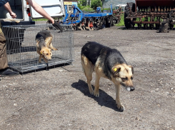 Мэрия Ставрополя выделяет 5 миллионов рублей на «работу» с бродячими животными