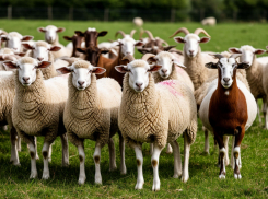 Сразу три очага бруцеллеза обнаружили в Ставропольском крае