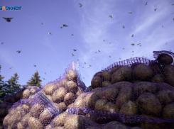 Картофель почти за 110 рублей обнаружили аналитики на Ставрополье