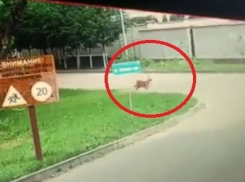 Косуля бегала по улице и попала на видео в Ставрополе 
