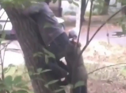 «Когда ты хочешь орех, но он тебя не хочет»: комичные попытки залезть на дерево сняли на видео жители Ессентуков 