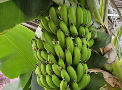 Вслед за Невинномысском: еще один округ на Ставрополье подхватил тренд на выращивание бананов 