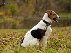 Шпиц прыгает на трех лапах: пенсионерка из Ставрополя требует у ветклиники 130 тысяч за некачественное лечение 