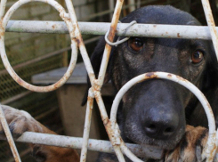 Спасение собак из концлагеря для животных организовали волонтеры Ставрополя