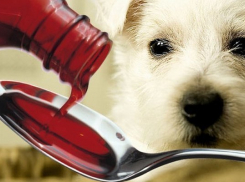 Ветаптеку «Котопес» в Кисловодске оштрафовали за грубые нарушения